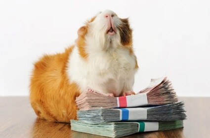 Feed the Guinea Pig!