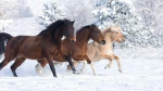 Honey oak stables!