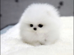 Allways stay cute pup
