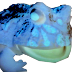 Fr0gy group