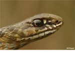 Alpha Snakes