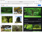 SAVE OUR TREES