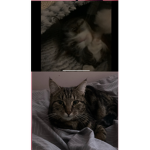 TigerAndGoldy