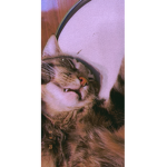 My cat is adorable