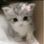 pawprintz