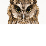 Owl Group teehee