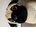 Pugge is are group