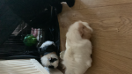 Guinea pig gang!