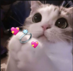 "-"Kitten"-"