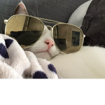 M e o w M e o w