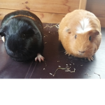 The guinea pig fan squad