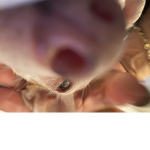 My dog ;-;