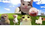 Meme cat club