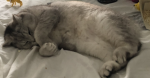 Cats remain