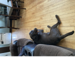 This is my dog lol