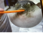 perry the puffer Fish love r s