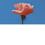 TheLovlyRose
