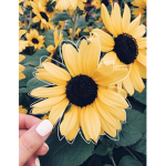 Petals of a Sunflower