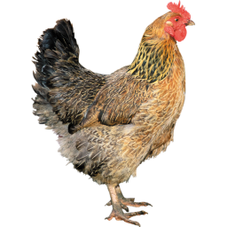 chicken street