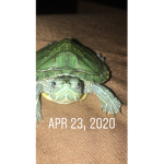 Me turtle army