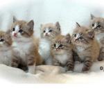 Catz Da Best