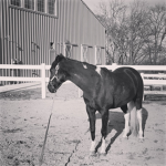 Learn to ride