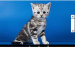 The kitty can club