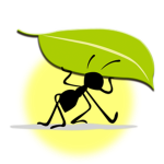Crazy Ants