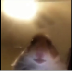 Staring hamster :)