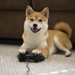 Doge puff gang