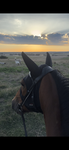 Equestrian stables