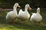 IppoDuck