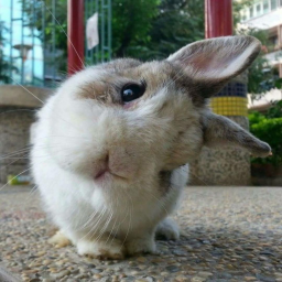 🐰 Cute Bunny Obby
