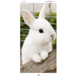 Kaninchen Gruppe
