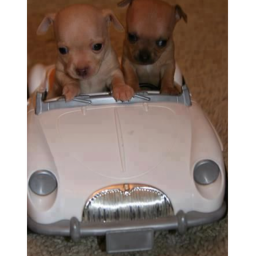 Chihuahuas Race!!