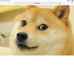 Doge Fan Club Official Doge