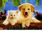Puppy+Kitty Club