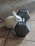 ɪ ʟɪᴋᴇ ꜰʀᴏɢꜱ