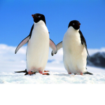 Pengwin's Penguins