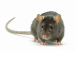 Rat Inc.