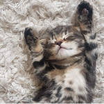 | hell kittens |
