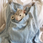 the rat ppls