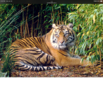 Tiger World Nation