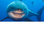 Sharkss united
