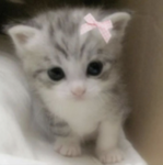 kittnsize