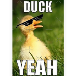 #Chill ducks