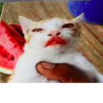 cat buddys
