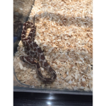 Lizards rule they take over