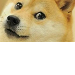 Raise a Doge