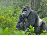 The vibing gorillas